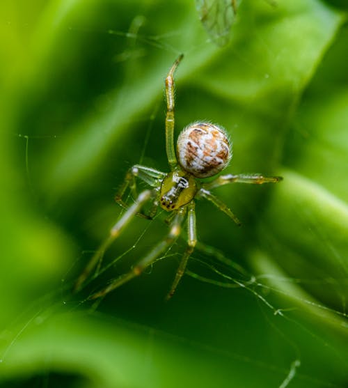 A spider is sitting on a leaf with its legs crossed