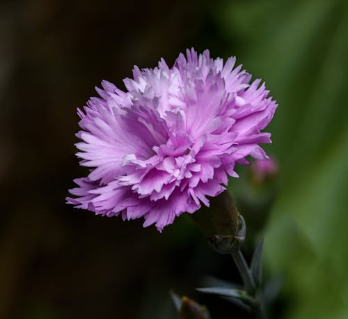 A single pink flower with green leaves in the background