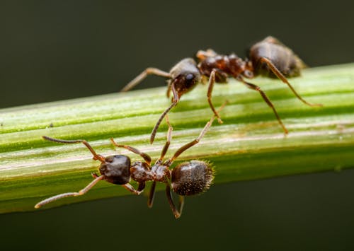 Two ants are standing on a stem