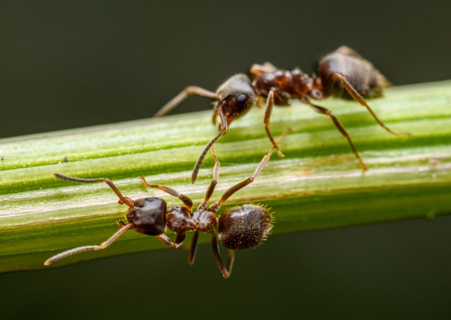 Fotomural Foto macro de dos hormigas en un vibrante tallo verde, mostrando los detalles de la naturaleza.