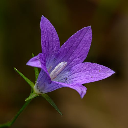 A purple flower with a stem and leaves