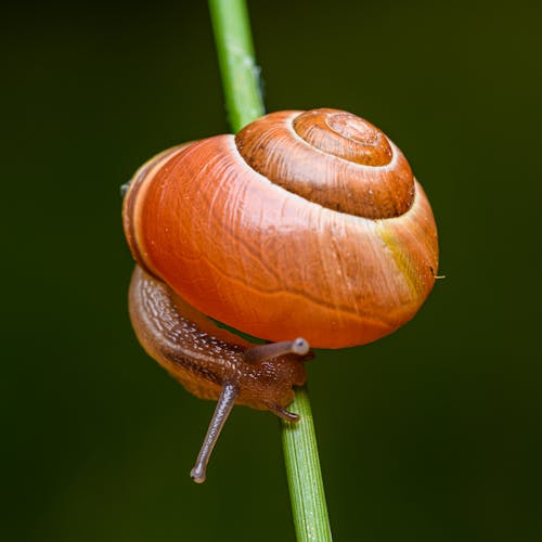 A snail is sitting on top of a stem