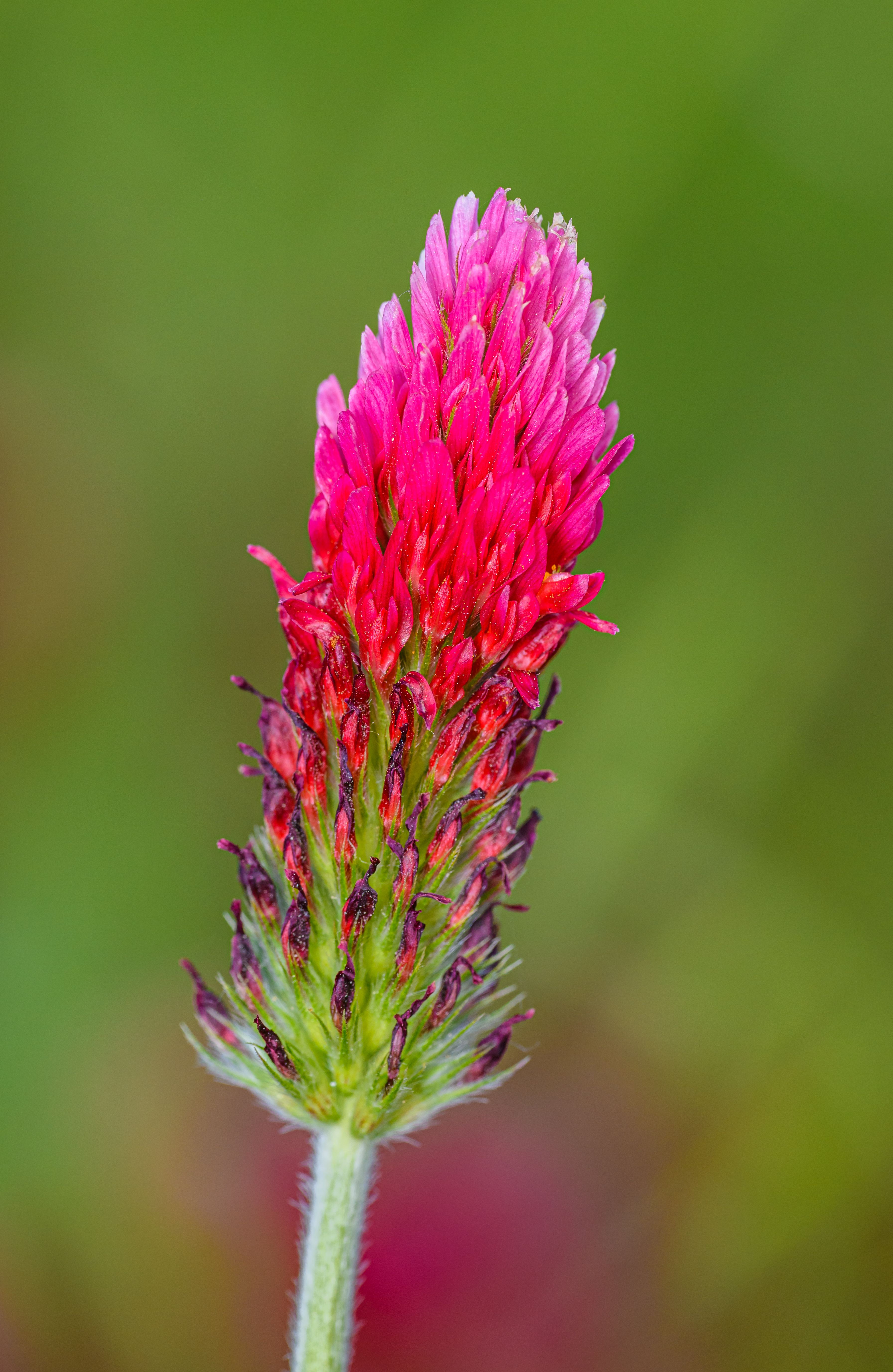 Close-up of a vibrant red clover flower (Trifolium pratense) with green background.