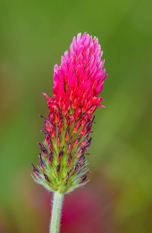 A red flower with a green stem in the middle