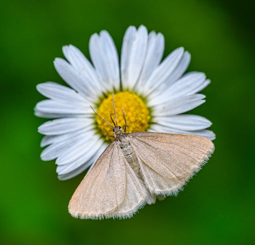A small moth on a flower with a green background