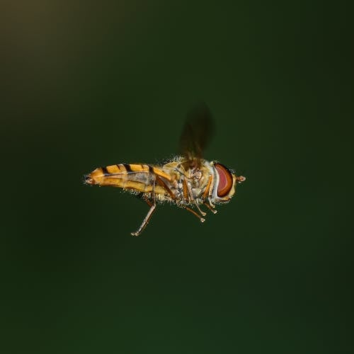 A fly is flying in the air with its wings spread