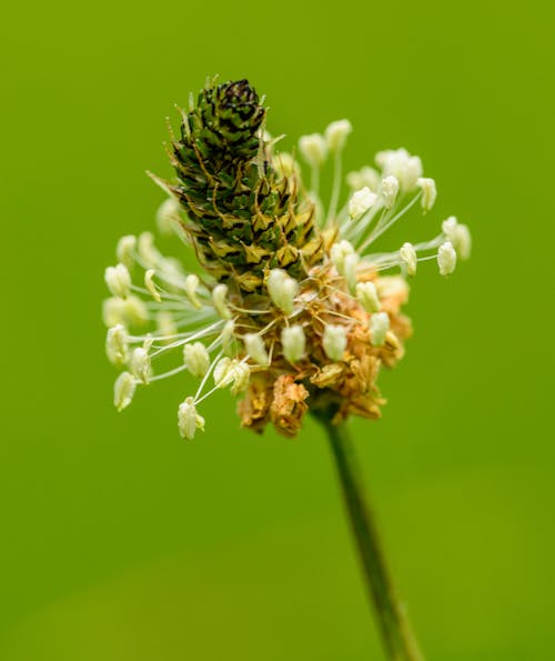 A close up of a flower with white and green stems