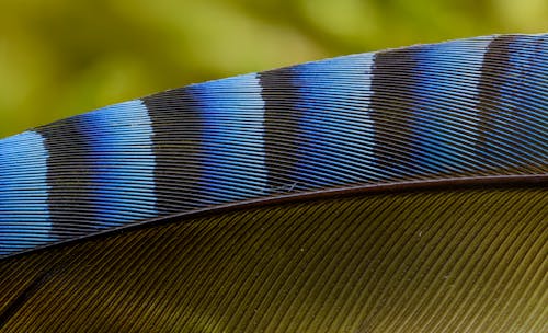 A close up of a blue and black feather