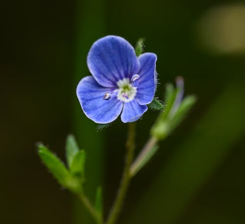 A small blue flower with green leaves in the background