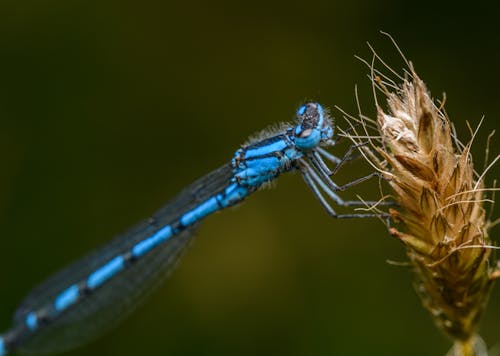 A blue dragonfly is perched on a stalk of grass