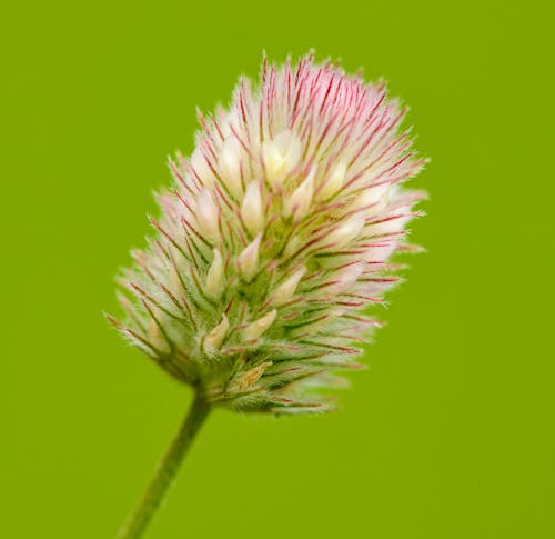 A close up of a flower with a green background