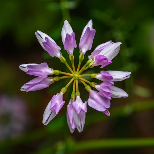 Immagine gratuita di crescita, delicato, fiore viola