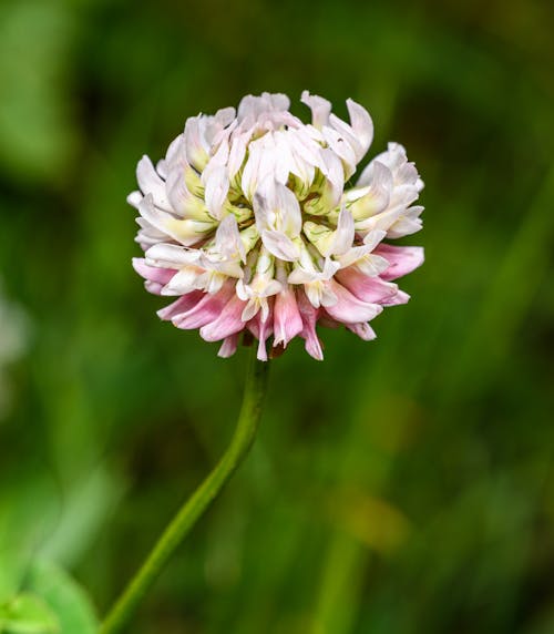 A pink and white clover flower with green leaves
