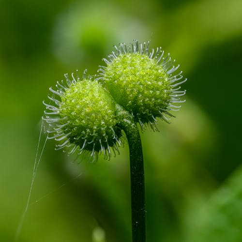 A close up of two green balls on a plant