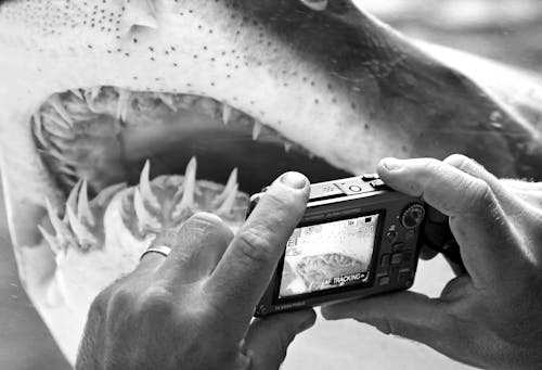 Základová fotografie zdarma na téma fotoaparát, mezera, žralok