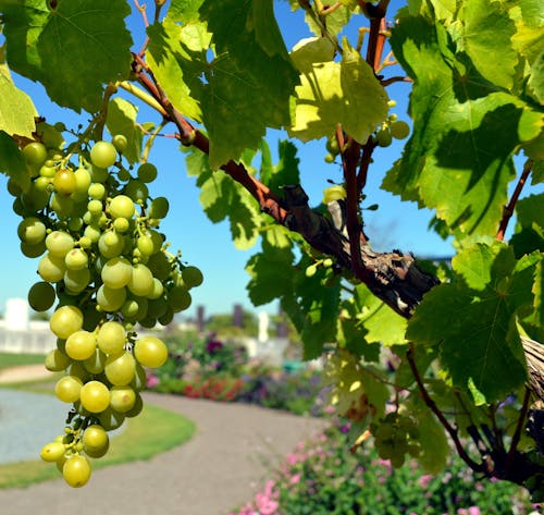 Frutta Dell'uva Verde