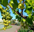 阳光明媚的葡萄园里，绿色葡萄的特写，展现完美的农业主题