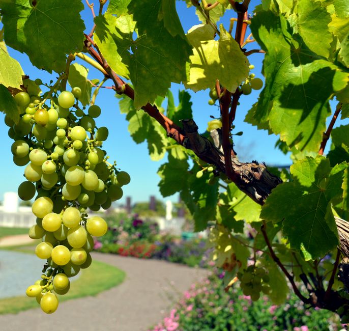 Close-up of green grapes on a vine in a sunny vineyard. Perfect for agriculture themes.