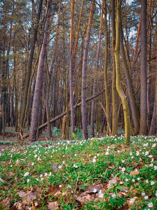 咲く, 垂直ショット, 森林の無料の写真素材