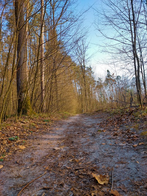 Fotos de stock gratuitas de bosque, caer, camino de tierra