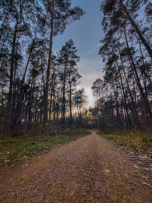 Fotos de stock gratuitas de bosque, camino de tierra, puesta de sol