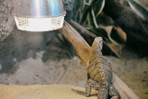 Δωρεάν στοκ φωτογραφιών με iguana, άμμος, ελαφρύς