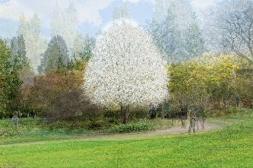 Foto profissional grátis de abstrair, abstrato floral, arte no jardim primavera