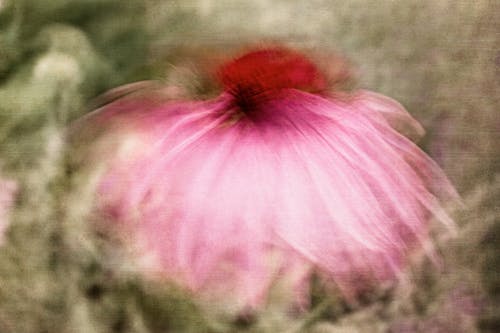 Fotobanka s bezplatnými fotkami na tému abstraktné botanické umenie, abstraktné kvetinové, abstraktný záhradný kvet