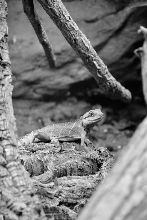 Kostenloses Stock Foto zu china, reptil, schwarz und weiß