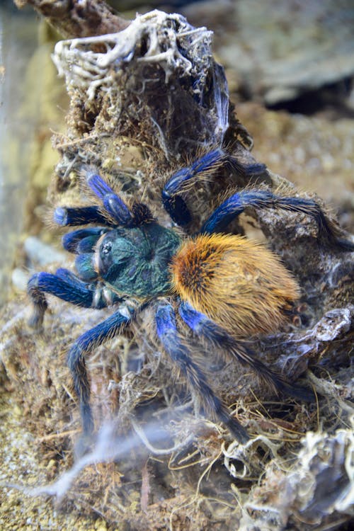 A blue and orange tarantula sitting on a rock