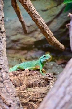 lizard photo