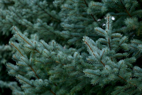 A close up of a tree with green needles