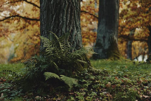 Fotobanka s bezplatnými fotkami na tému bokeh, jeseň, lesy