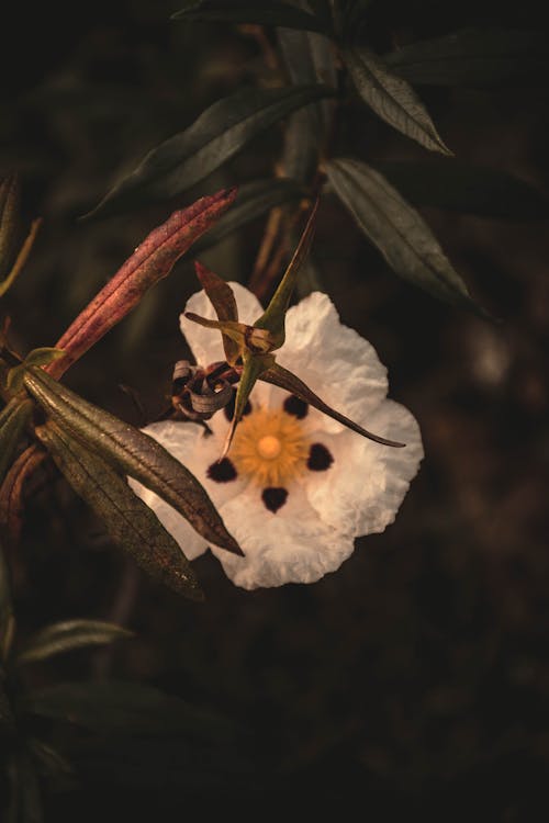 Foto d'estoc gratuïta de blanc, flor, fulles