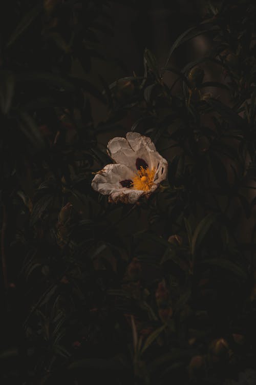 Foto d'estoc gratuïta de blanc, flor, fulles