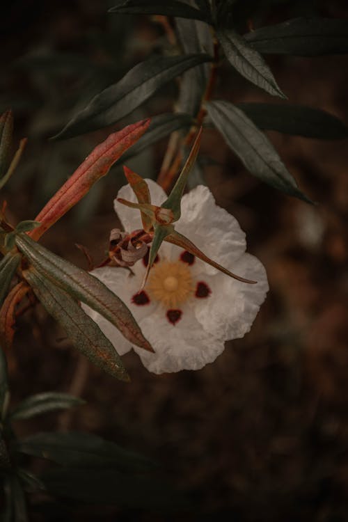 Foto d'estoc gratuïta de blanc, flor, fulles