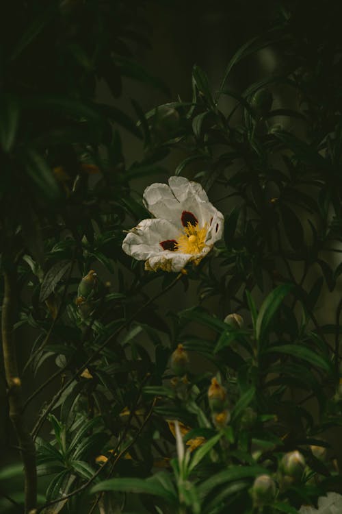 Foto d'estoc gratuïta de blanc, flor, fulles