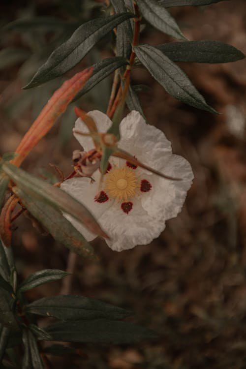 Foto d'estoc gratuïta de blanc, flor, fulles