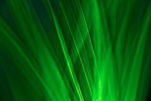 Dynamic abstract art showcasing vibrant green grass blades in a creative, blurred close-up.