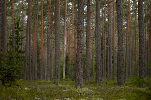 A tranquil scene of tall evergreen trees in a peaceful summer forest.