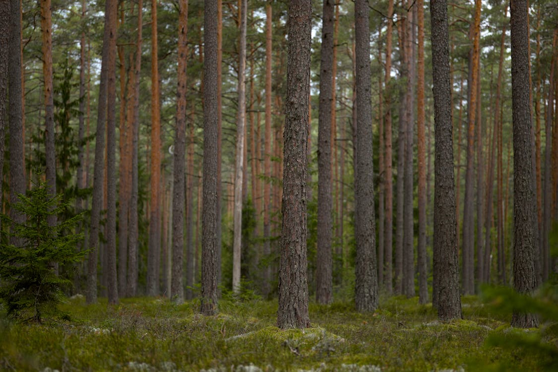 คลังภาพถ่ายฟรี ของ ความเป็นป่า, ต้นสน, ป่า