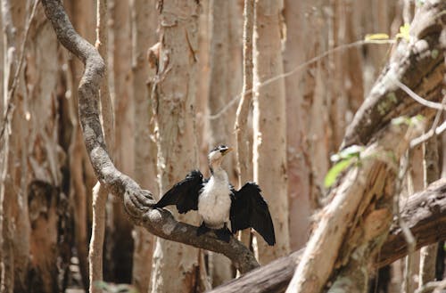 Photos gratuites de cormoran, en captivité, oiseau