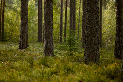 Fotobanka s bezplatnými fotkami na tému borovica, divá príroda, exteriéry