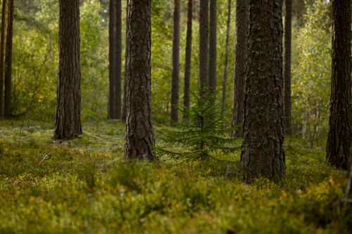 Free Lush green forest with tall pine trees and undergrowth in serene daylight. Stock Photo