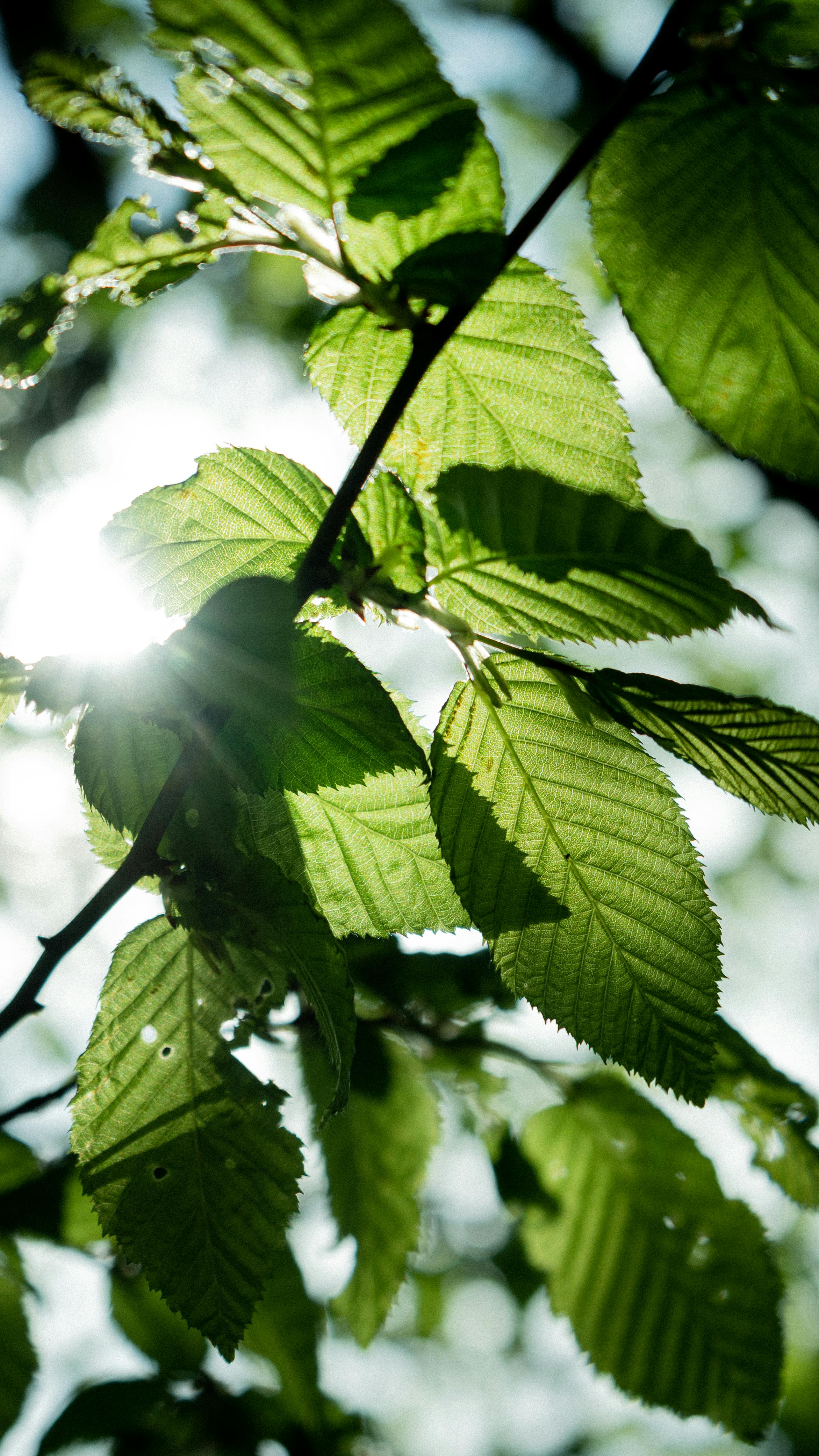 Close-up of vibrant green leaves with sunlight filtering through, Düsseldorf, Germany.