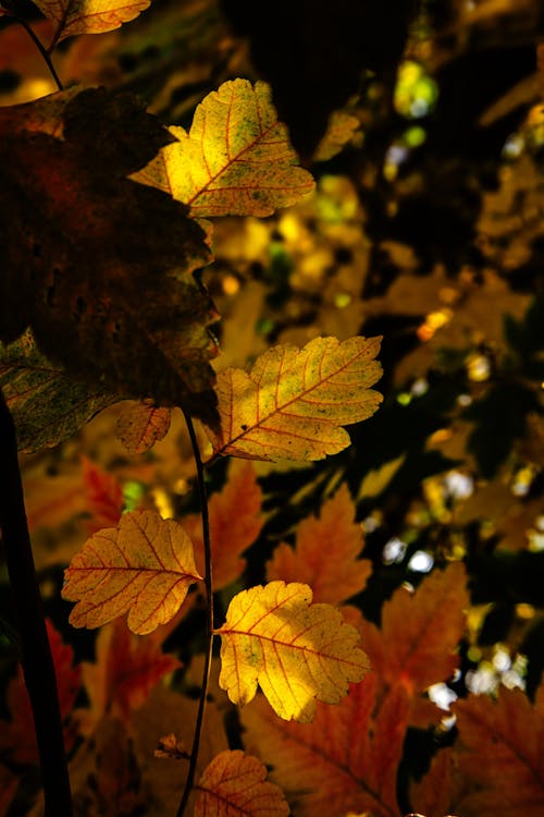 Fotos de stock gratuitas de árbol, caer, exuberante