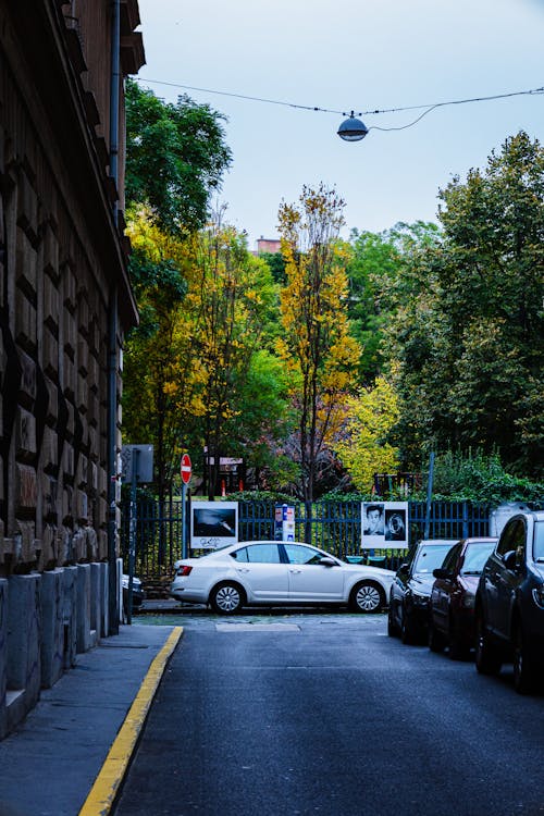 ağaçlar, arabalar, dikey atış içeren Ücretsiz stok fotoğraf