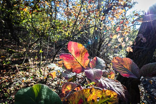 Darmowe zdjęcie z galerii z czerwony, drzewo, jesień