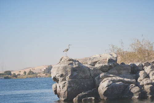 A bird is perched on a rock in the water