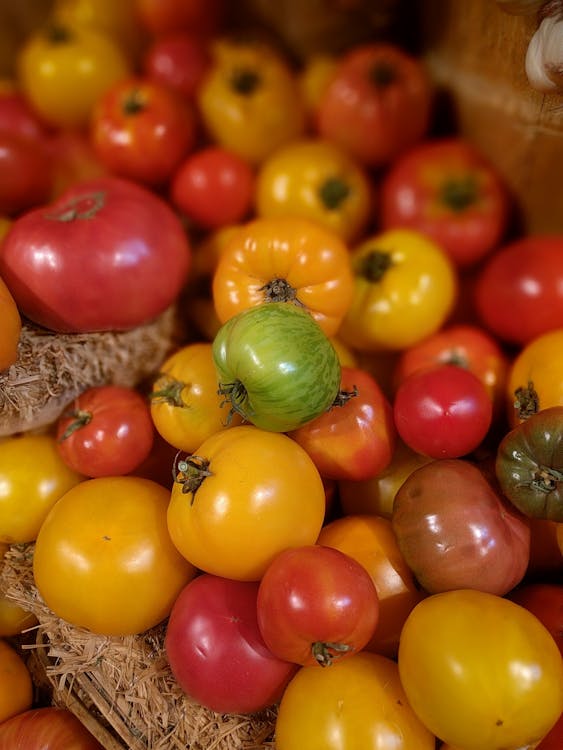 Free Riped and Unriped Tomatoes Stock Photo